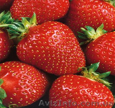 Продам саженцы клубники Сельва и Фестивальная - <ro>Изображение</ro><ru>Изображение</ru> #1, <ru>Объявление</ru> #709372