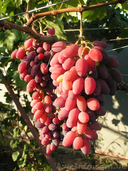 видео уроки по садоводству и дизайну - <ro>Изображение</ro><ru>Изображение</ru> #1, <ru>Объявление</ru> #718007
