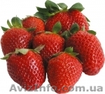 Продам саженцы клубники  - <ro>Изображение</ro><ru>Изображение</ru> #1, <ru>Объявление</ru> #746041