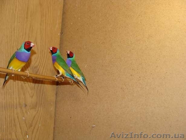 Продам гульдовых амадин - <ro>Изображение</ro><ru>Изображение</ru> #1, <ru>Объявление</ru> #729493