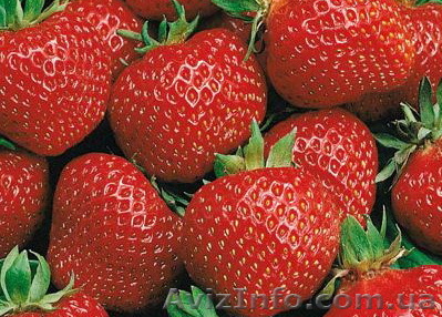 Продам саженцы клубники сорта Полка  - <ro>Изображение</ro><ru>Изображение</ru> #1, <ru>Объявление</ru> #746145