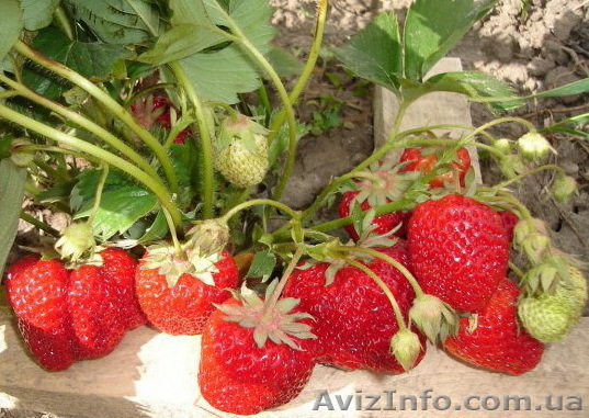 Продам саженцы клубники сорта Зефир - <ro>Изображение</ro><ru>Изображение</ru> #1, <ru>Объявление</ru> #746144