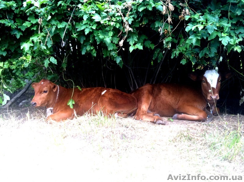 Продаю Тёлочку и Бычка хороший сорт - <ro>Изображение</ro><ru>Изображение</ru> #1, <ru>Объявление</ru> #749451