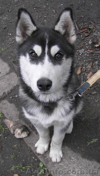 Девочка хаски 8мес.+док. - <ro>Изображение</ro><ru>Изображение</ru> #1, <ru>Объявление</ru> #773959