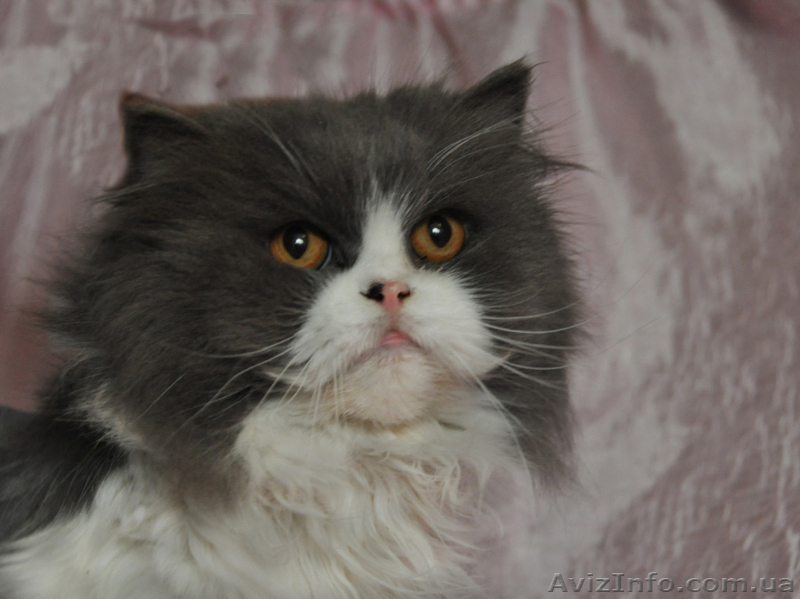 Отдам персидского кота! - <ro>Изображение</ro><ru>Изображение</ru> #1, <ru>Объявление</ru> #771867