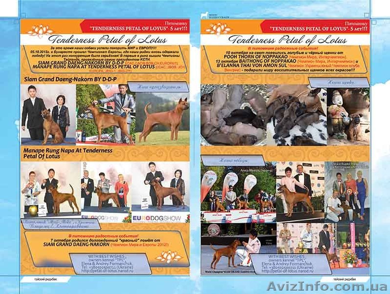 Тайский Риджбек - <ro>Изображение</ro><ru>Изображение</ru> #1, <ru>Объявление</ru> #783976