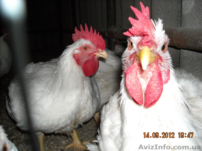 продам инкубационное и столовое яйцо перепелов  - <ro>Изображение</ro><ru>Изображение</ru> #1, <ru>Объявление</ru> #785450