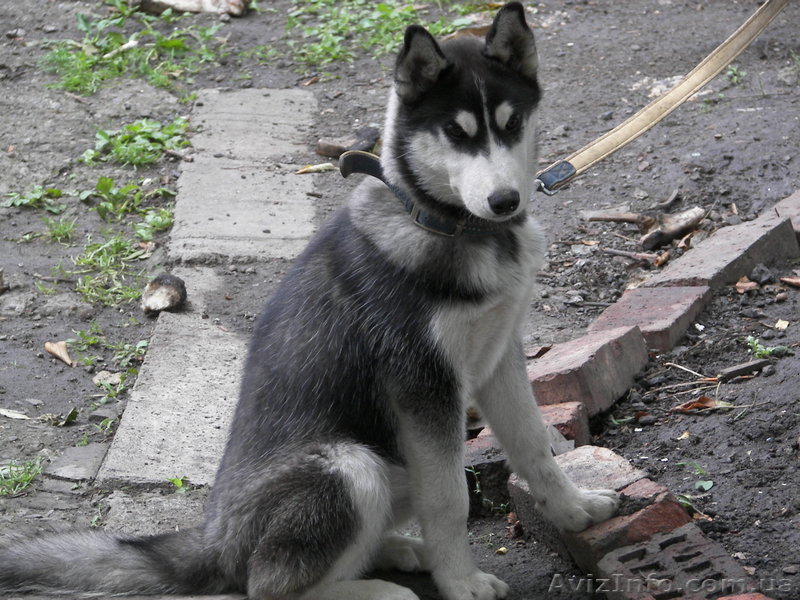 Продам девочку, Сибирский хаски - <ro>Изображение</ro><ru>Изображение</ru> #1, <ru>Объявление</ru> #804197