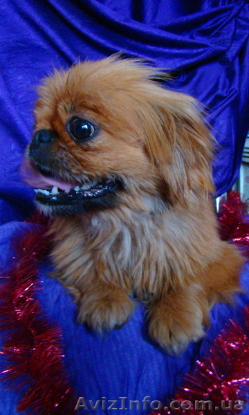 пекинесик ищет дом - <ro>Изображение</ro><ru>Изображение</ru> #1, <ru>Объявление</ru> #813000