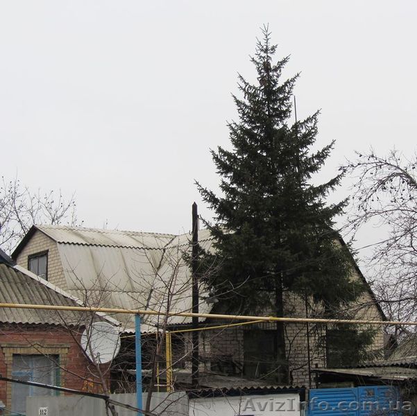 Ель обыкновенная 7-8 метров - <ro>Изображение</ro><ru>Изображение</ru> #1, <ru>Объявление</ru> #812248