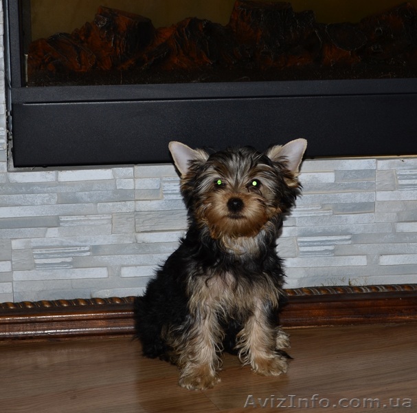 Йорки Донецк Макеевка - <ro>Изображение</ro><ru>Изображение</ru> #1, <ru>Объявление</ru> #768152