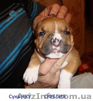 щенки американского стаффорда - <ro>Изображение</ro><ru>Изображение</ru> #1, <ru>Объявление</ru> #828563