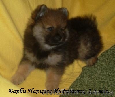 элитный щенок немецкого шпица - <ro>Изображение</ro><ru>Изображение</ru> #1, <ru>Объявление</ru> #824111