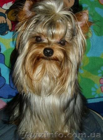 Йоркширский терьер кобель Срочно! - <ro>Изображение</ro><ru>Изображение</ru> #1, <ru>Объявление</ru> #834461