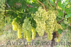 стимуляторы роста - <ro>Изображение</ro><ru>Изображение</ru> #1, <ru>Объявление</ru> #842142