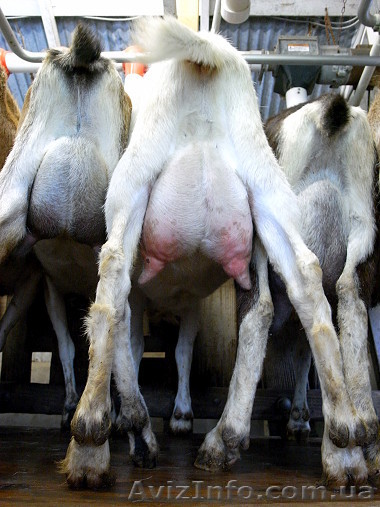 Ищу инвестора в действующий бизнес - <ro>Изображение</ro><ru>Изображение</ru> #1, <ru>Объявление</ru> #839696