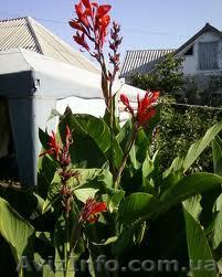 продам саженцы клубники frigo,малины,ежевики из Европы - <ro>Изображение</ro><ru>Изображение</ru> #1, <ru>Объявление</ru> #843495