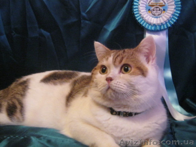 Кот скоттиш страйт - <ro>Изображение</ro><ru>Изображение</ru> #1, <ru>Объявление</ru> #838773