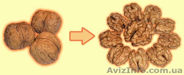 Грецкий орех. Переработка, полный цикл – до 200 кг/час - <ro>Изображение</ro><ru>Изображение</ru> #1, <ru>Объявление</ru> #830515