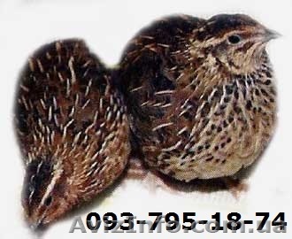 Перепела- Донецк - <ro>Изображение</ro><ru>Изображение</ru> #1, <ru>Объявление</ru> #835486