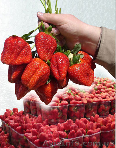 Рассада клубники лучших ремонтантных сортов из европейских питомников - <ro>Изображение</ro><ru>Изображение</ru> #1, <ru>Объявление</ru> #635094