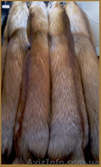 Продам шкуры лисы чиченой - <ro>Изображение</ro><ru>Изображение</ru> #1, <ru>Объявление</ru> #859170