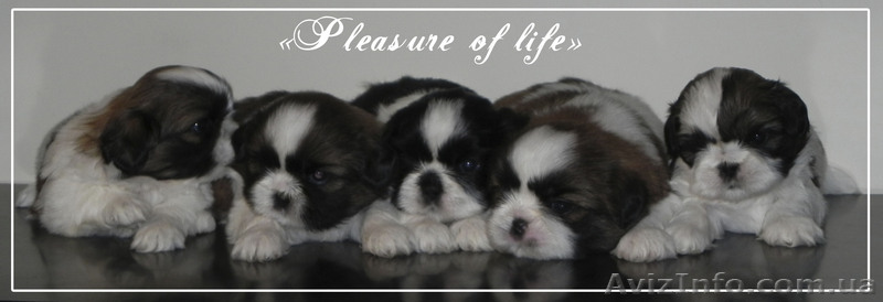 щенки ши тцу с шоу перспективой - <ro>Изображение</ro><ru>Изображение</ru> #1, <ru>Объявление</ru> #865861