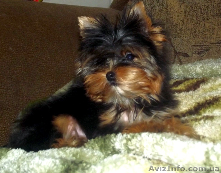 щенки йоркширского терьерк - <ro>Изображение</ro><ru>Изображение</ru> #1, <ru>Объявление</ru> #861371