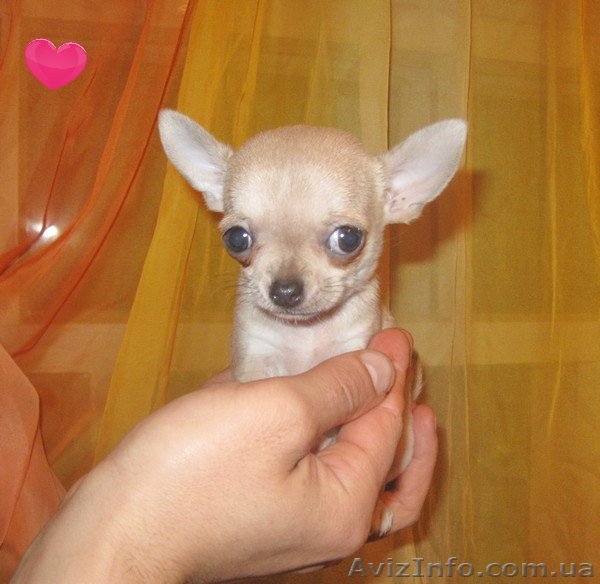 Девочка миничишечка - <ro>Изображение</ro><ru>Изображение</ru> #1, <ru>Объявление</ru> #866971