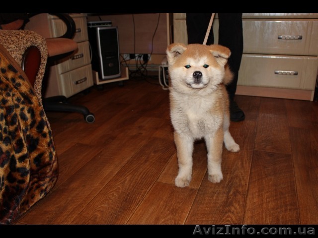 Перспективные щенки акита-ину. Цена снижена - <ro>Изображение</ro><ru>Изображение</ru> #1, <ru>Объявление</ru> #865849