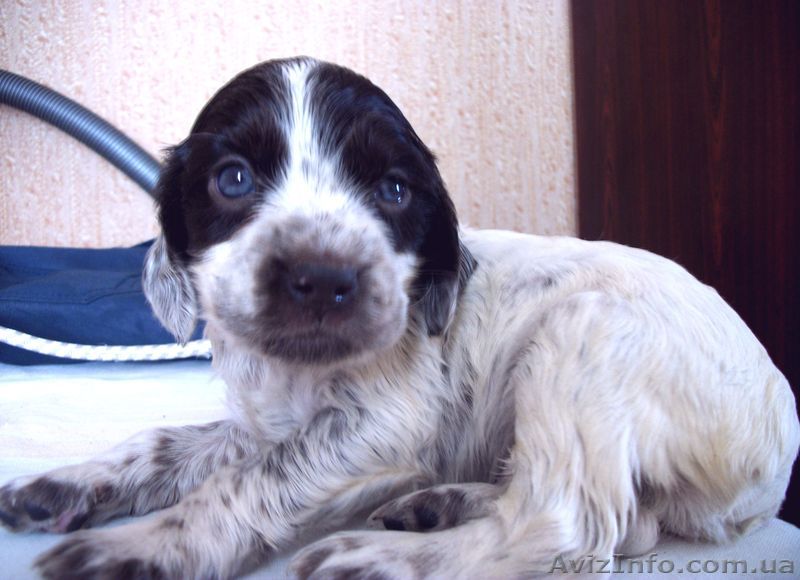 Продам щенков спаниеля - <ro>Изображение</ro><ru>Изображение</ru> #1, <ru>Объявление</ru> #875712