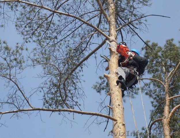 Деревья.Срез; Удаление; Кронирование; Зачистка; Резка; Распил на дрова - <ro>Изображение</ro><ru>Изображение</ru> #1, <ru>Объявление</ru> #877347