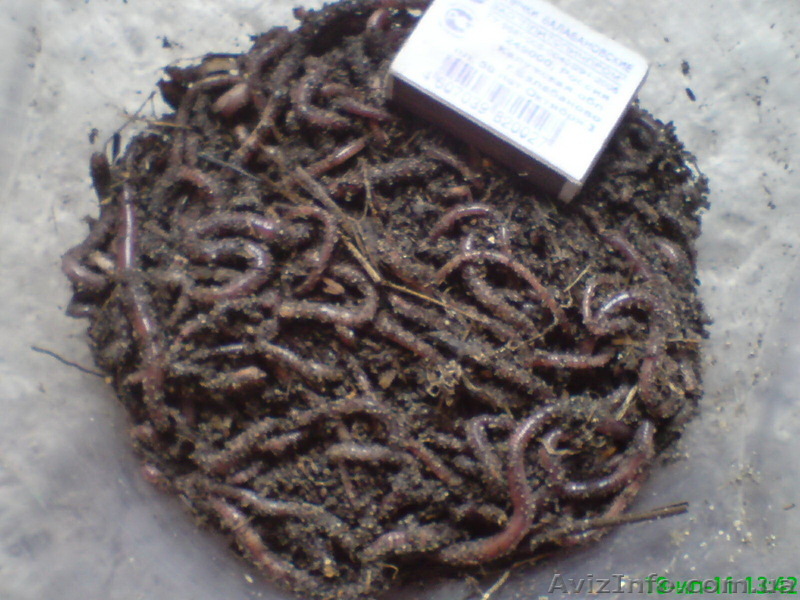 Червь Старатель - <ro>Изображение</ro><ru>Изображение</ru> #1, <ru>Объявление</ru> #885855