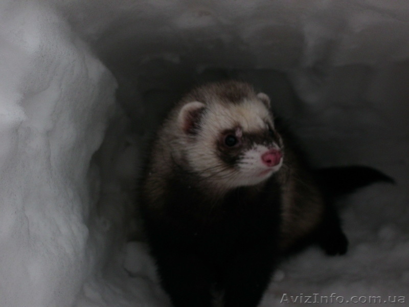 ВЯЗКА ХОРЬКОВ  0501615706 - <ro>Изображение</ro><ru>Изображение</ru> #1, <ru>Объявление</ru> #873342