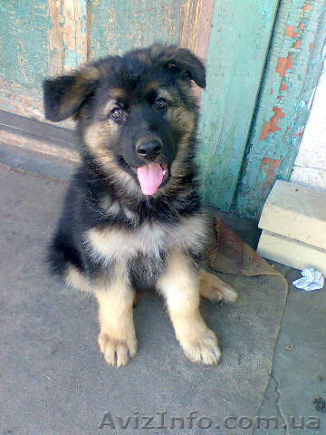 продам немецкую овчарку - <ro>Изображение</ro><ru>Изображение</ru> #1, <ru>Объявление</ru> #907172