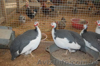 Инкубационное яйцо и молодняк цесарки - <ro>Изображение</ro><ru>Изображение</ru> #1, <ru>Объявление</ru> #900293