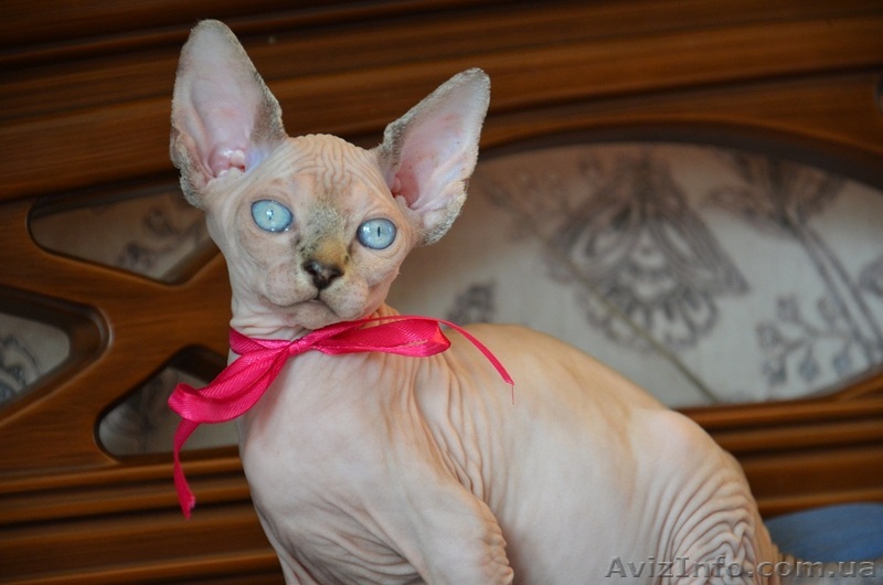 Продаются котята, порода - канадский сфинкс. - <ro>Изображение</ro><ru>Изображение</ru> #1, <ru>Объявление</ru> #894781