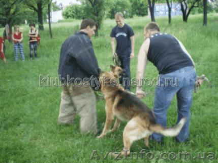 Стрижка животных в Донецке и Макеевке. - <ro>Изображение</ro><ru>Изображение</ru> #1, <ru>Объявление</ru> #911614