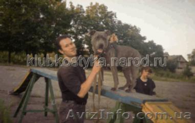 Обучение кинологов. Набираются группы по дрессировке.  - <ro>Изображение</ro><ru>Изображение</ru> #1, <ru>Объявление</ru> #911617