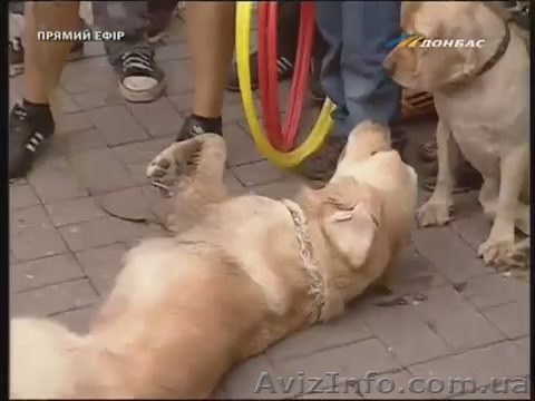 Шоу дрессированых собак Донецк и область. - <ro>Изображение</ro><ru>Изображение</ru> #1, <ru>Объявление</ru> #911627