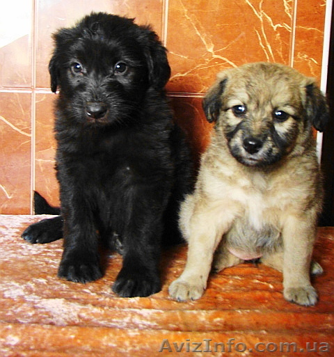 обалденные щенки ищут дом - <ro>Изображение</ro><ru>Изображение</ru> #1, <ru>Объявление</ru> #918588