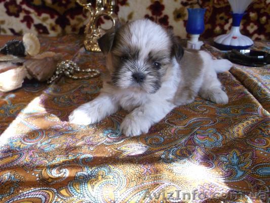 мальчишка ши-тцу  - <ro>Изображение</ro><ru>Изображение</ru> #1, <ru>Объявление</ru> #918596