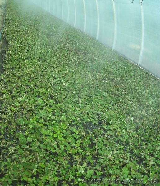 Рассада земляники садовой (клубники) - <ro>Изображение</ro><ru>Изображение</ru> #1, <ru>Объявление</ru> #920355