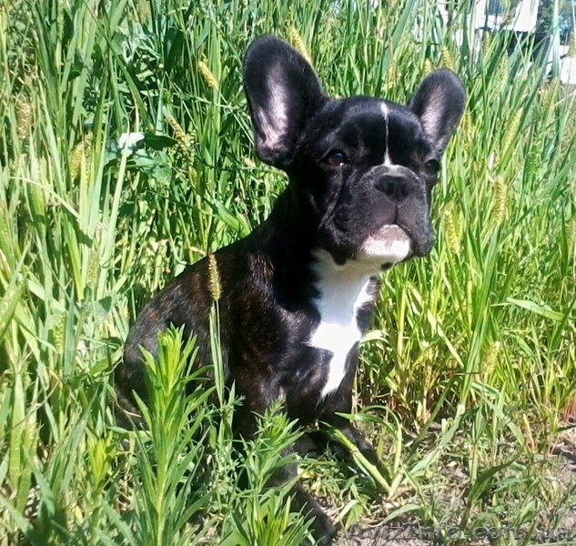 щенки французского бульдога - питомник - <ro>Изображение</ro><ru>Изображение</ru> #1, <ru>Объявление</ru> #927554