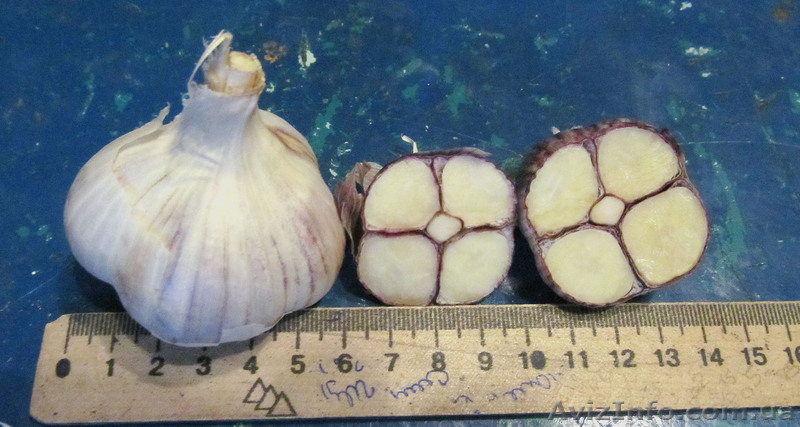 Продам чеснок выращенный с воздушки - <ro>Изображение</ro><ru>Изображение</ru> #1, <ru>Объявление</ru> #932183