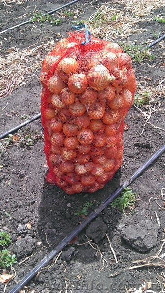 Лук оптом с поля!!! - <ro>Изображение</ro><ru>Изображение</ru> #1, <ru>Объявление</ru> #949849