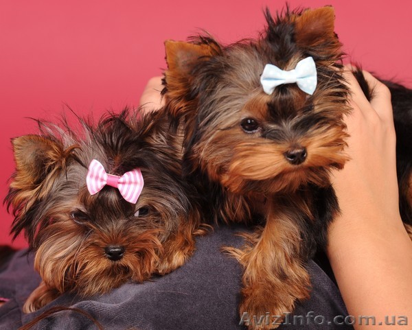 Продаются щенки йоркширского терьера в Донецке. - <ro>Изображение</ro><ru>Изображение</ru> #1, <ru>Объявление</ru> #956262