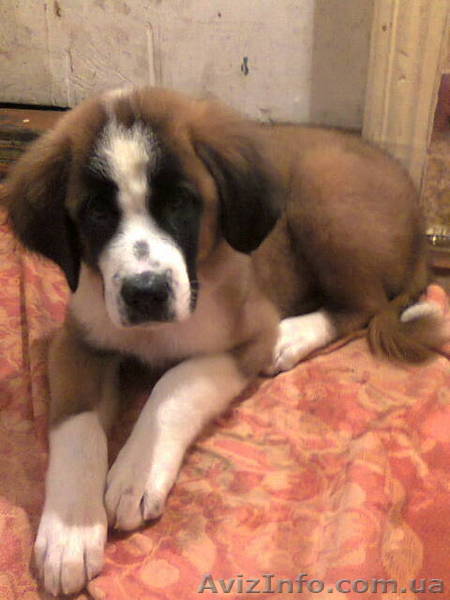 продаются щенки московской сторожевой - <ro>Изображение</ro><ru>Изображение</ru> #1, <ru>Объявление</ru> #956091