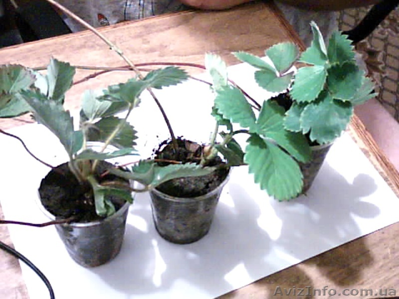 рассада клубники 40 сортов - <ro>Изображение</ro><ru>Изображение</ru> #1, <ru>Объявление</ru> #955547