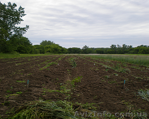 Срочно продам 2 га земли с поливом - <ro>Изображение</ro><ru>Изображение</ru> #1, <ru>Объявление</ru> #966596